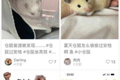 网曝女子带仓鼠上飞机导致延误1小时