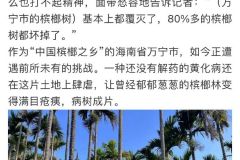 因为这个黄化病，湖南人民的平均寿命可能要提升几岁。