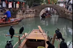 自从实施144小时过境免签后，tiktok的画风就变成了这样