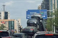 原来成都的“神仙树”是字面意思。